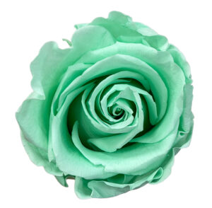 Rosa stabilizzata
