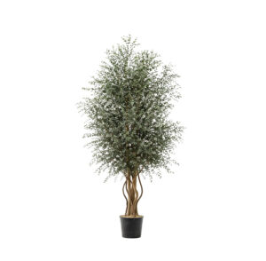Parvifolia